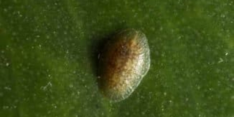 Vrbova krasta na ribizli - kako se boriti i riješiti